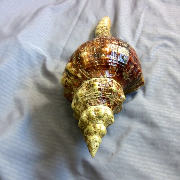 Beautiful Florida Horse Conch Shell 12" - Picture 5 of 8